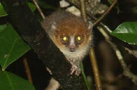 Microcebus rufus mouse lemur