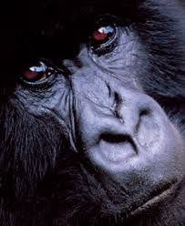 as Gorilla beringei and
