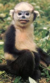 (Rhinopithecus avunculus)