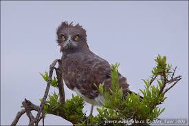 (Circaetus pectoralis)
