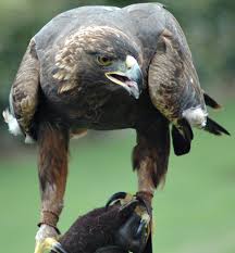 (Aquila chrysaetos) “The