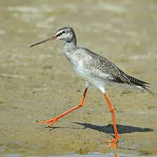 Tringa erythropus Spotted