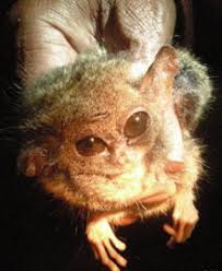 (Tarsius pumilus)—in
