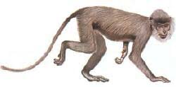 Trachypithecus cristatus
