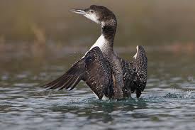 Common Loon (Gavia immer) in