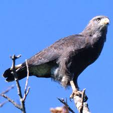 Circaetus cinerascens