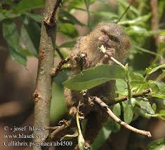 Callithrix pygmaea (Spix,