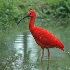 Eudocimus ruber Scarlet