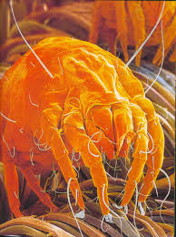 Dust Mites And Allergies