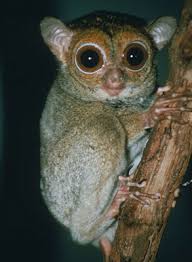 Tarsius bancanus