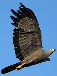 (Polyboroides typus) is