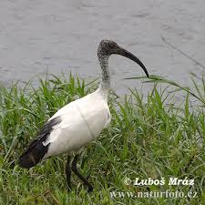 (Threskiornis aethiopicus)