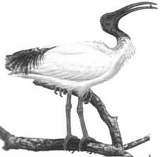 (Threskiornis molucca)