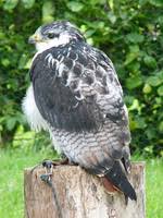 Buteo rufofuscus