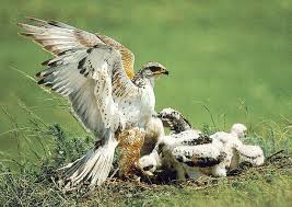 Hawk (Buteo regalis) <!