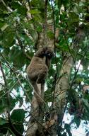 Lepilemur dorsalis (1)