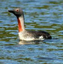 Gavia stellata (monotypic)