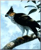 Spizaetus bartelsi