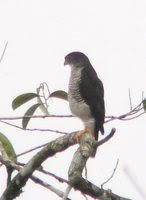 Tiny Hawk - Accipiter