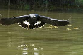 Hawk (Buteo albicaudatus)