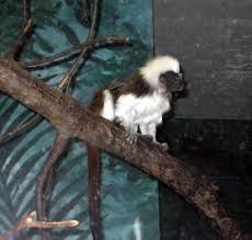 Genus: Saguinus) - Wiki;