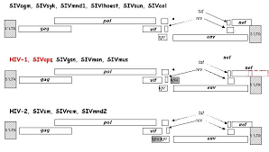 a vpx or a vpu gene.