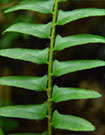 Christmas ferns have 12 to 18 inches ...