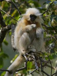 Trachypithecus geei - Wild