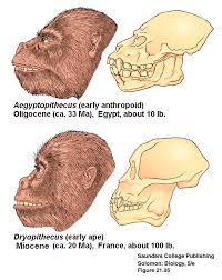 Hominidae (~17 Ma, Europe,