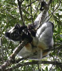 Индри (Indri Indri)