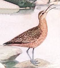 (Numenius borealis):