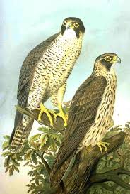 Falco peregrinus