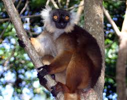Black Lemur (Eulemur macaco)