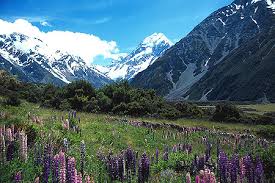 Virtual New Zealand