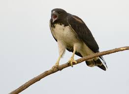 Hawk (Buteo albicaudatus)