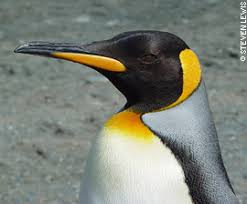 Aptenodytes patagonicus