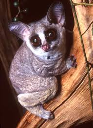 Species: Moholi