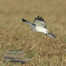 Circus cyaneus Hen Harrier