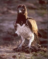 (Polemaetus bellicosus)<!