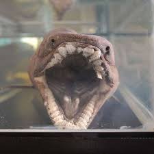 Chlamydoselachus anguineus