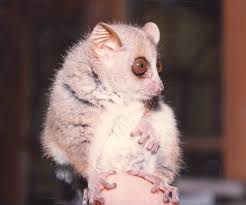 Microcebus murinus, the mouse