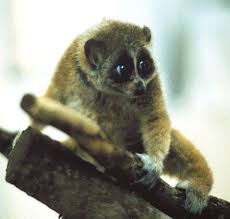 Nycticebus pygmaeus