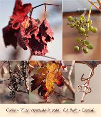 Viñas - Otoño en La Rioja