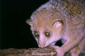 (Arctocebus calabarensis)
