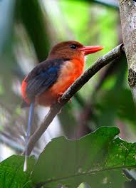 Two top Kingfishers were seen