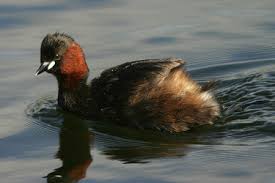 Tachybaptus dominicus