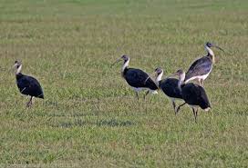 Threskiornis spinicollis