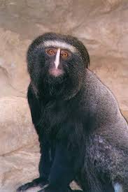 Cercopithecus hamlyni