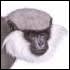 Semnopithecus vetulus nestor