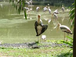 Storm Stork (Ciconia stormi)